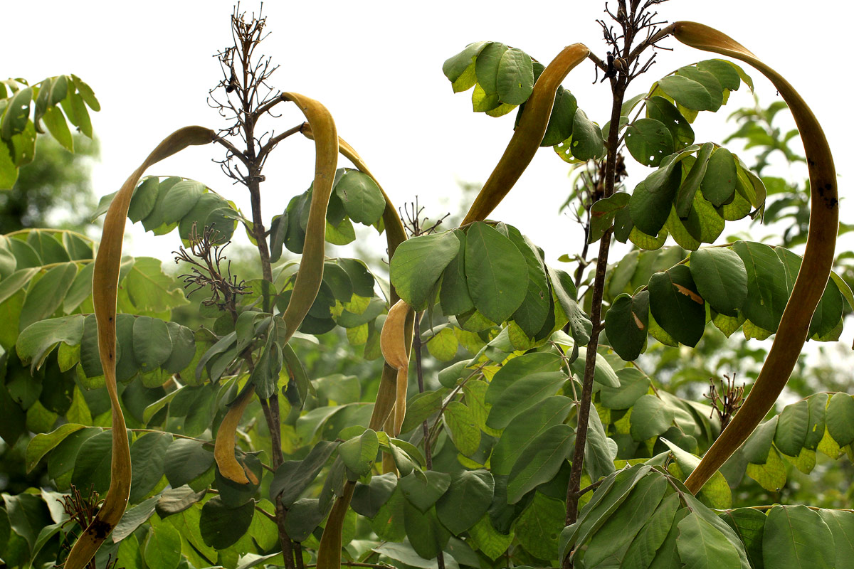 Markhamia obtusifolia
