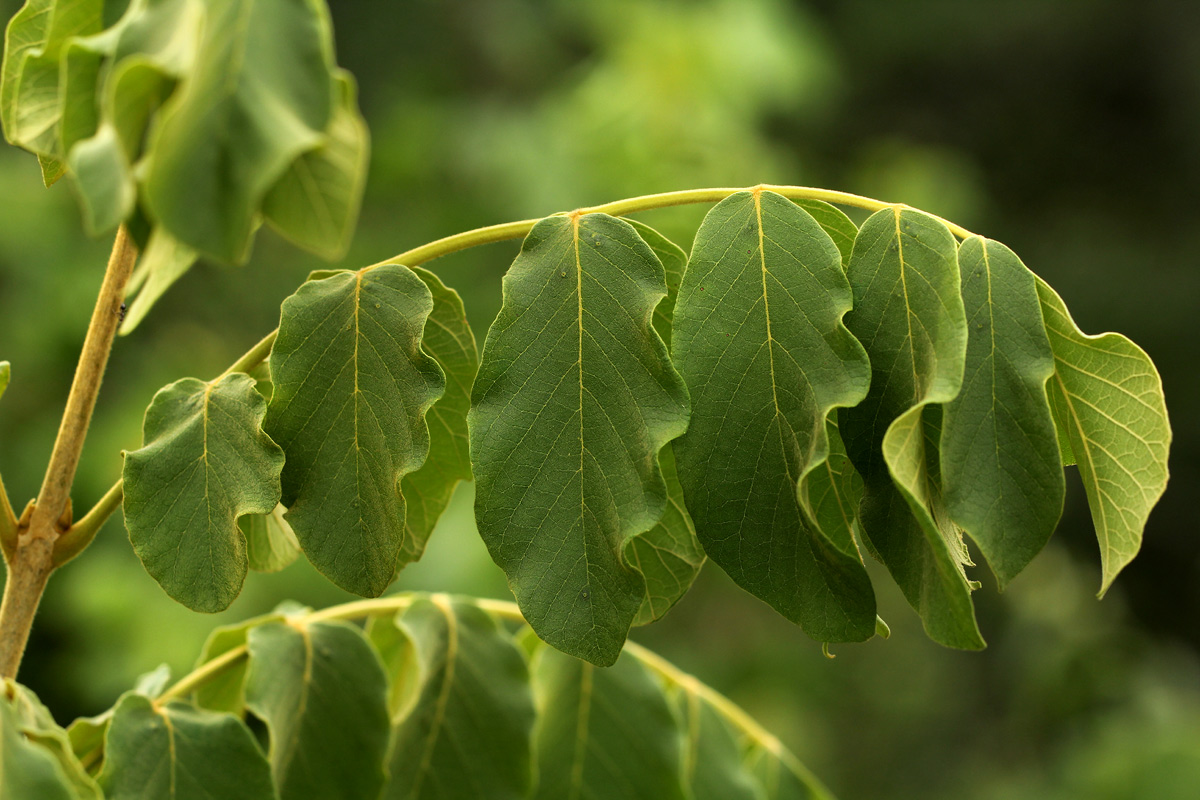 Markhamia obtusifolia