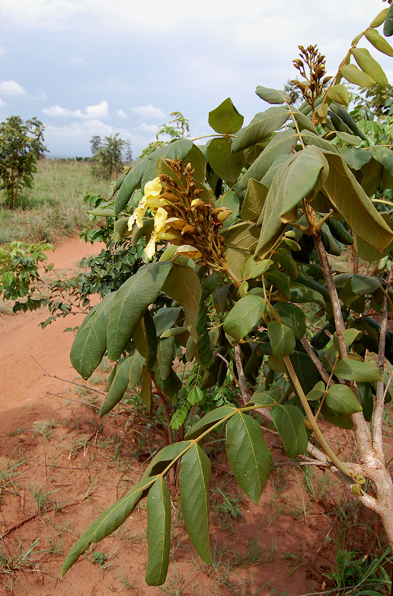 Markhamia obtusifolia Markhamia obtusifolia