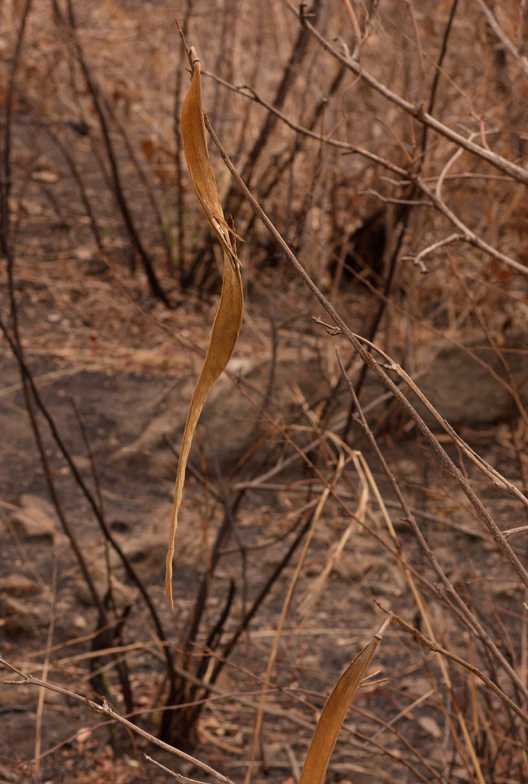Markhamia obtusifolia Markhamia obtusifolia