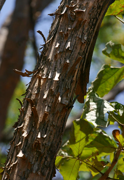 Markhamia zanzibarica