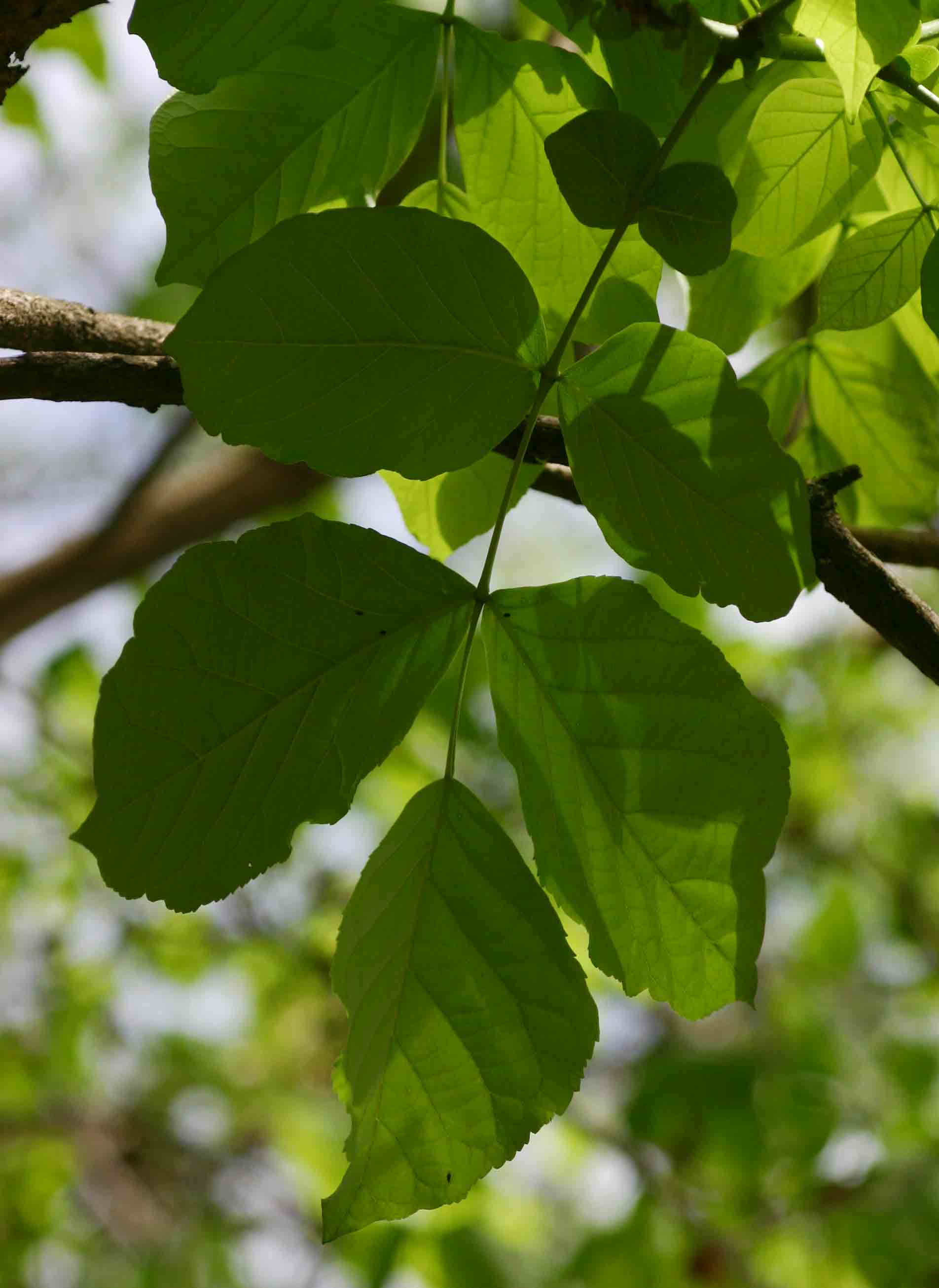 Markhamia zanzibarica