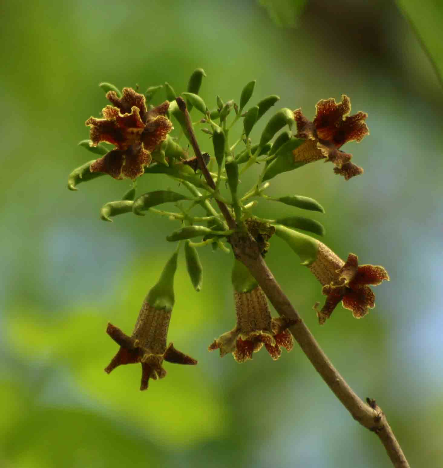 Markhamia zanzibarica