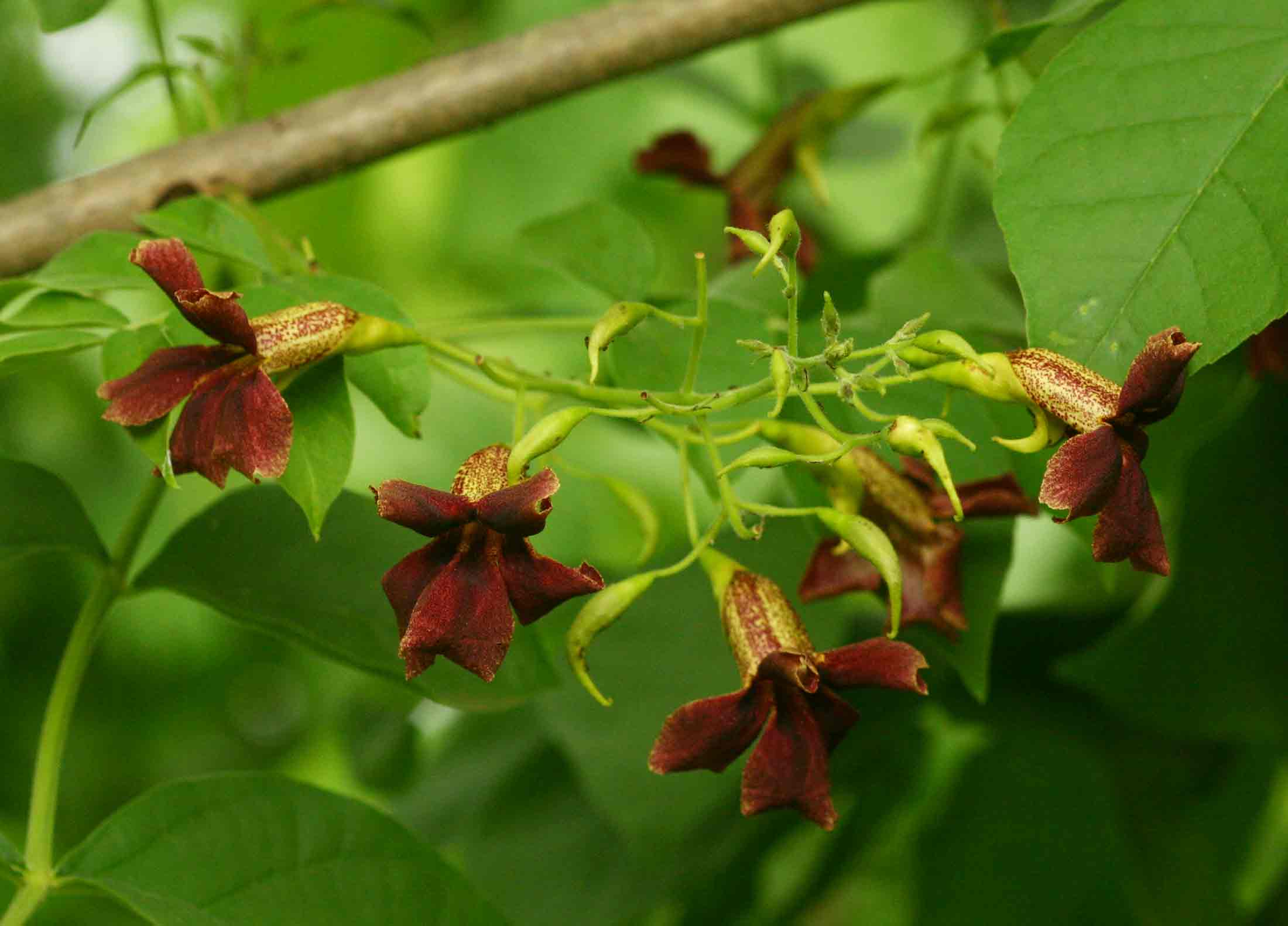 Markhamia zanzibarica