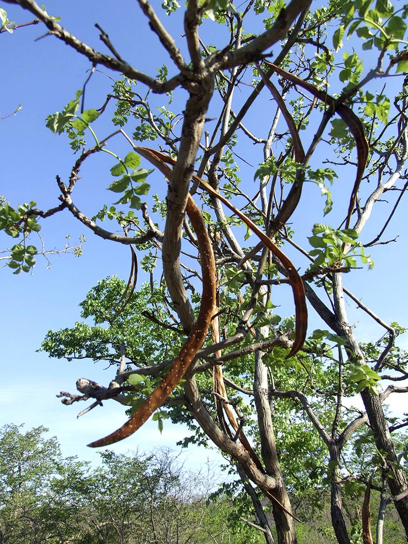 Markhamia zanzibarica