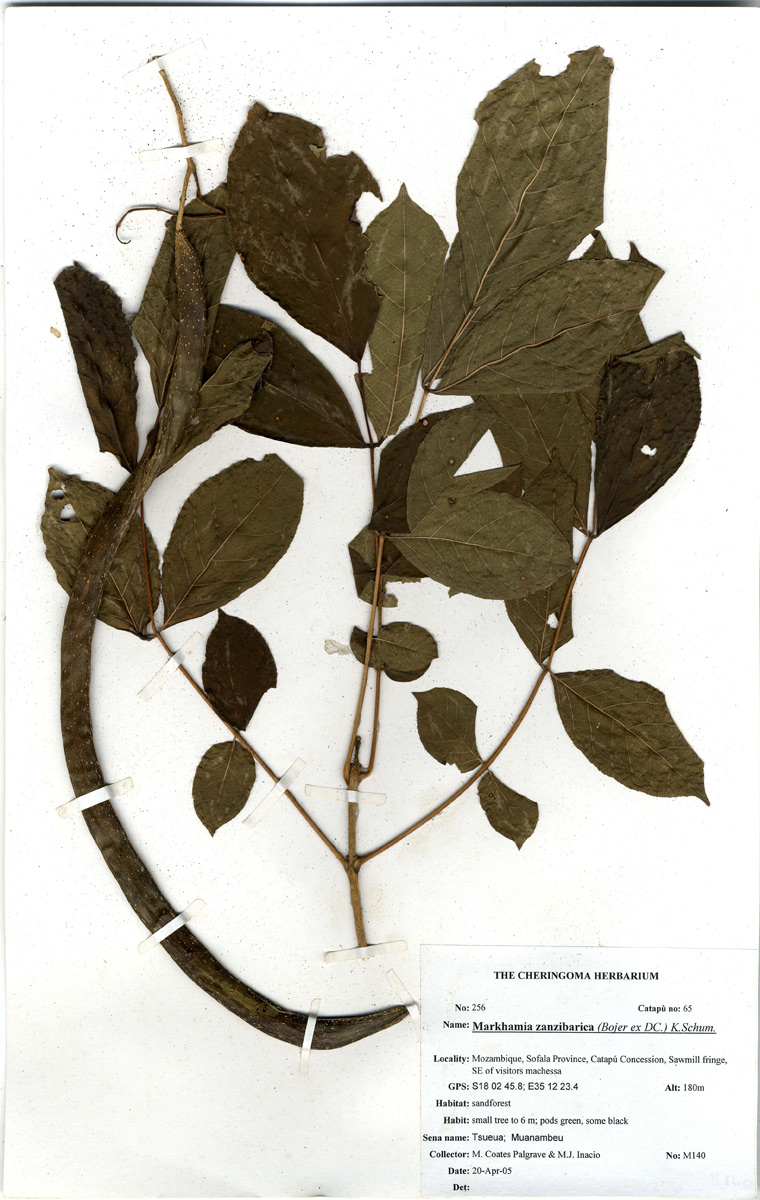 Markhamia zanzibarica