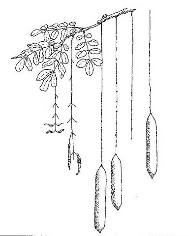 Kigelia africana subsp. africana