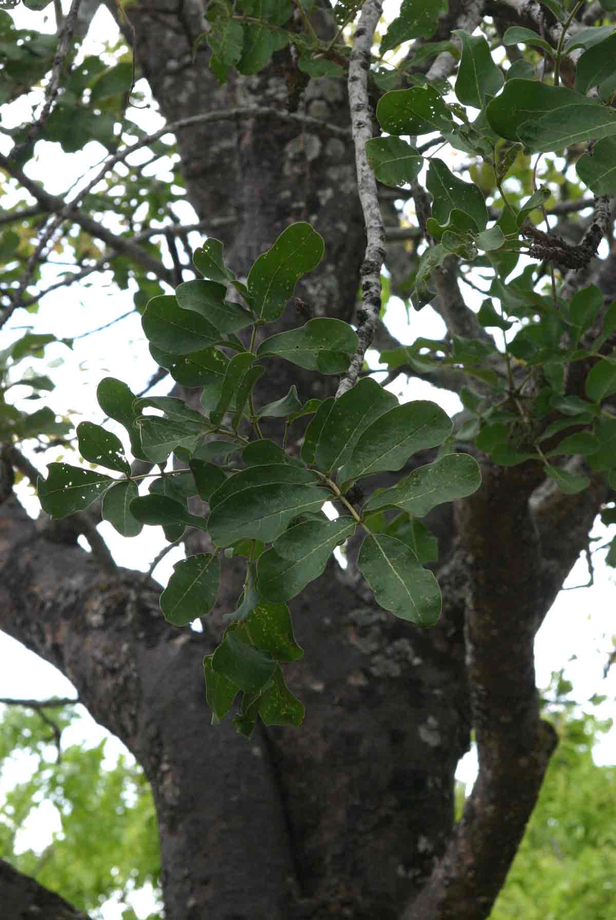 Kigelia africana subsp. africana Kigelia africana subsp. africana