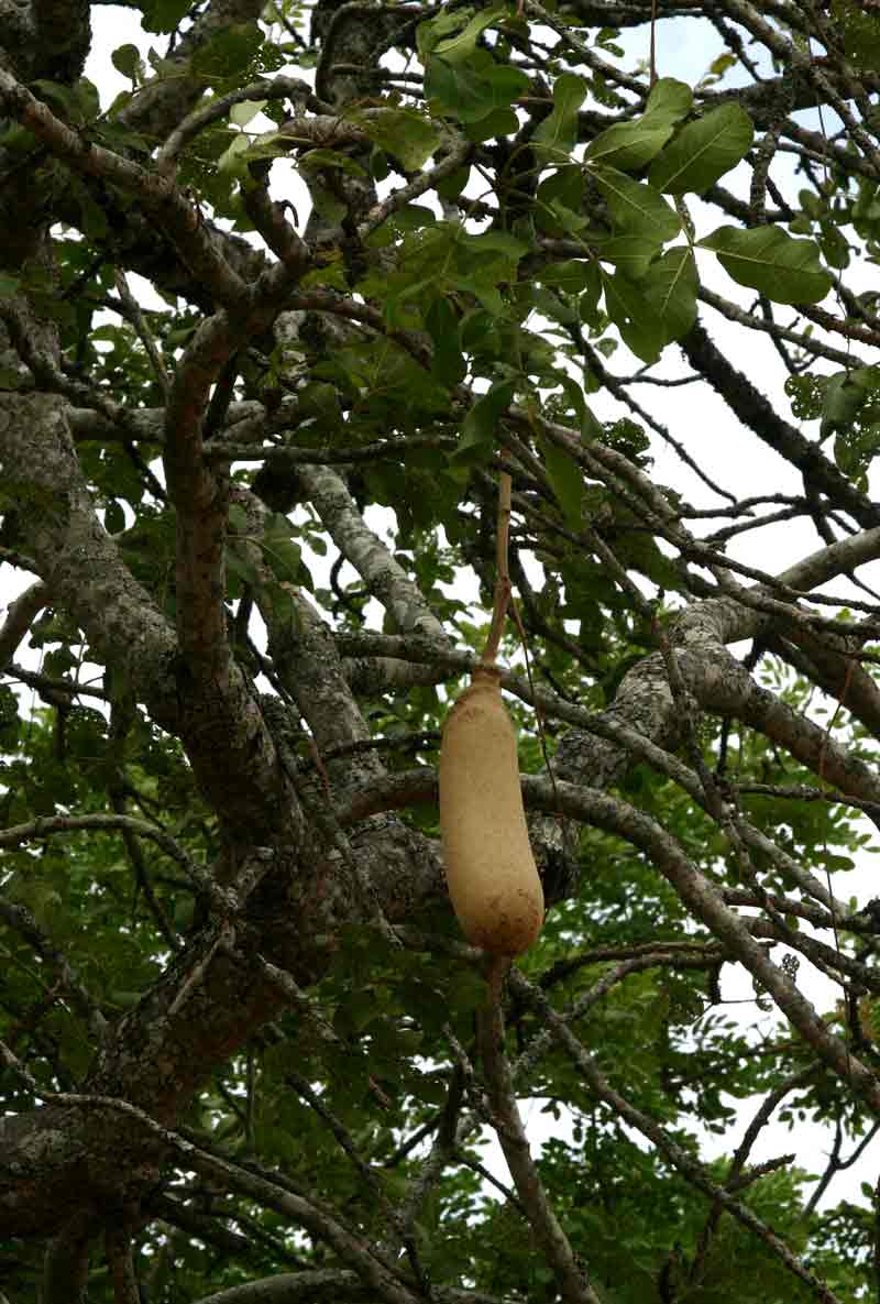 Kigelia africana subsp. africana Kigelia africana subsp. africana