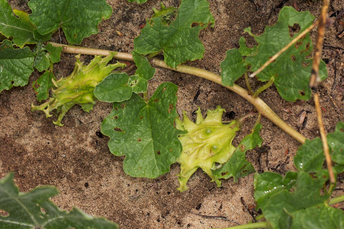 Harpagophytum zeyheri subsp. sublobatum