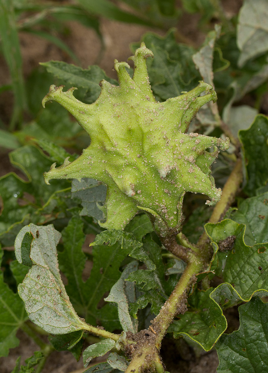Harpagophytum zeyheri subsp. sublobatum