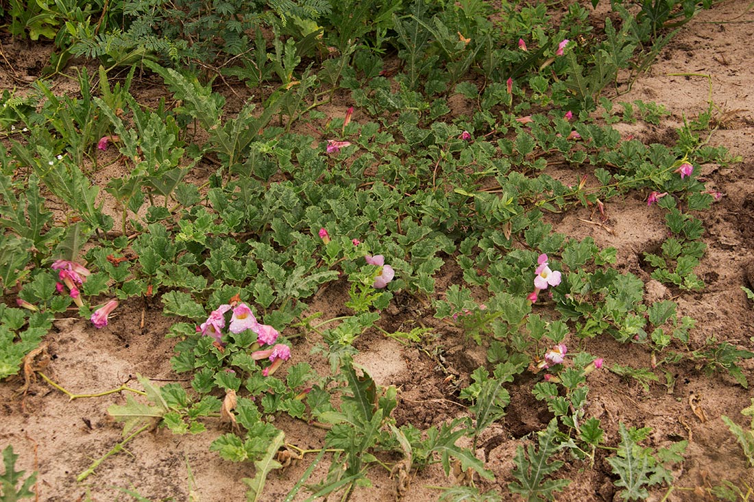 Harpagophytum zeyheri subsp. sublobatum