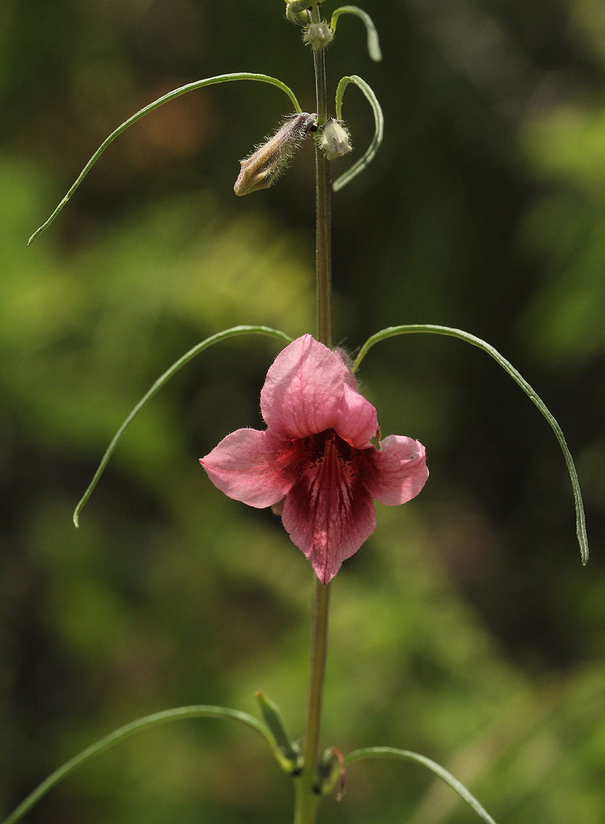 Sesamum alatum Sesamum alatum