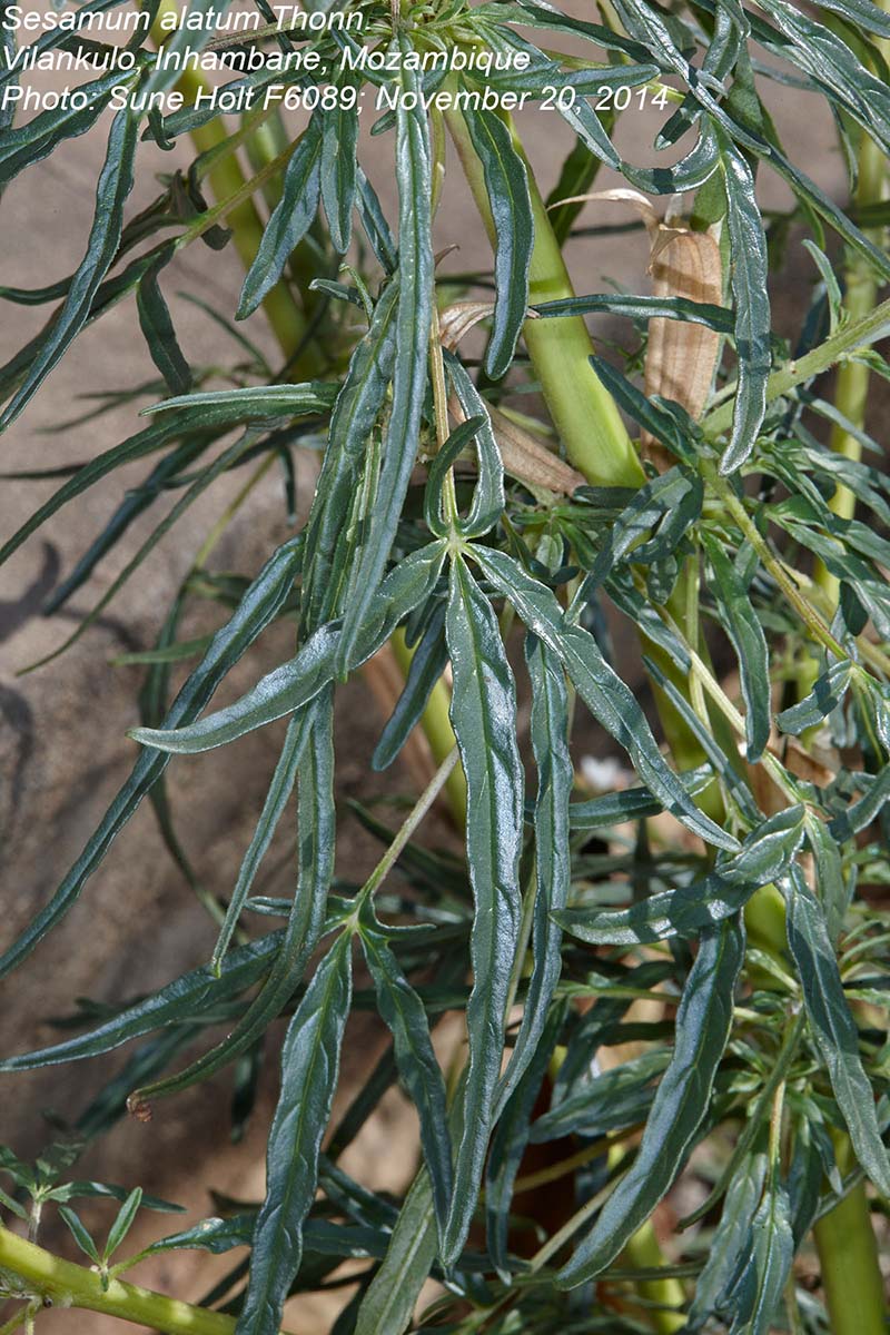Sesamum alatum Sesamum alatum