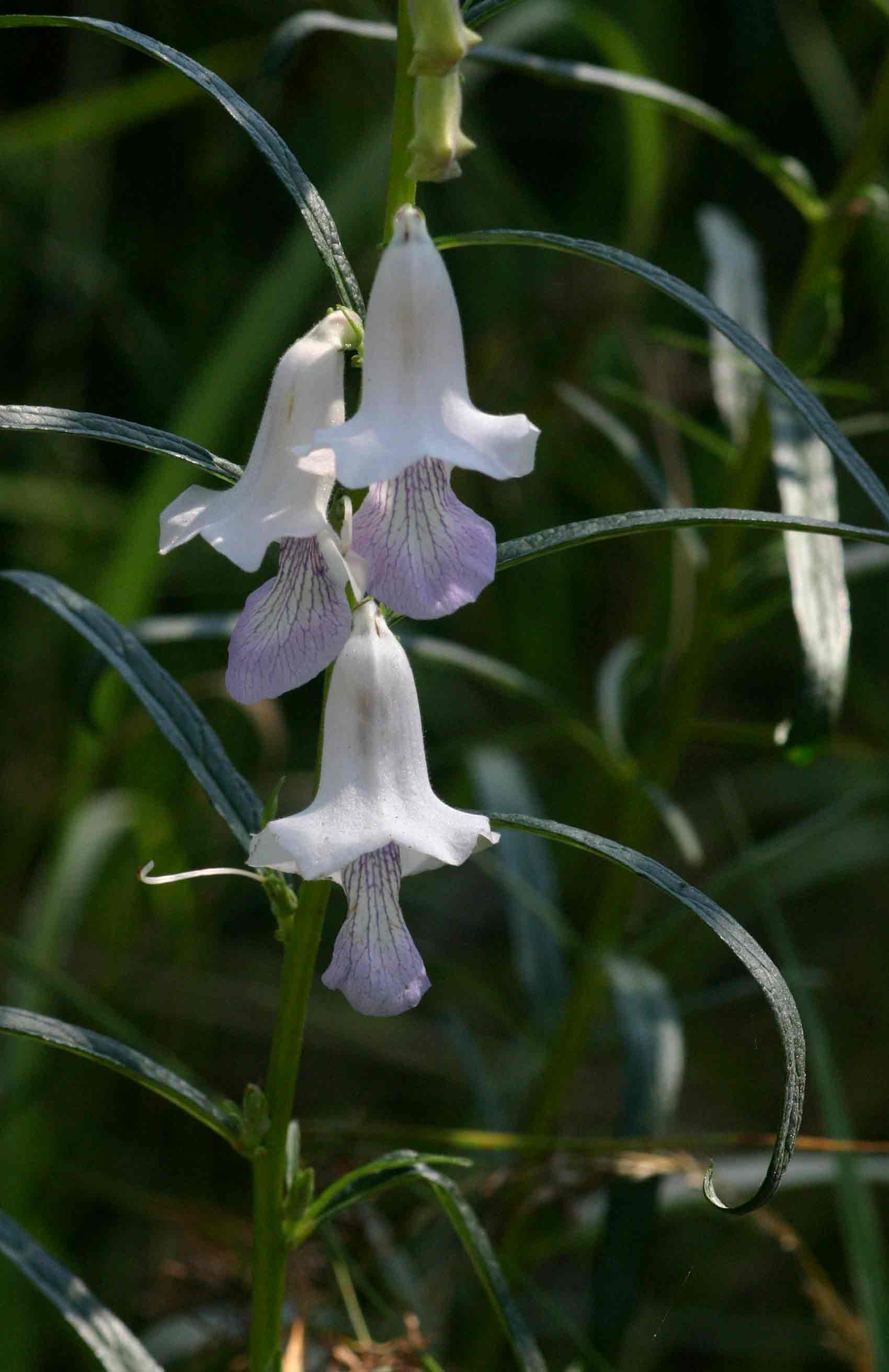 Sesamum calycinum subsp. baumii Sesamum calycinum subsp. baumii
