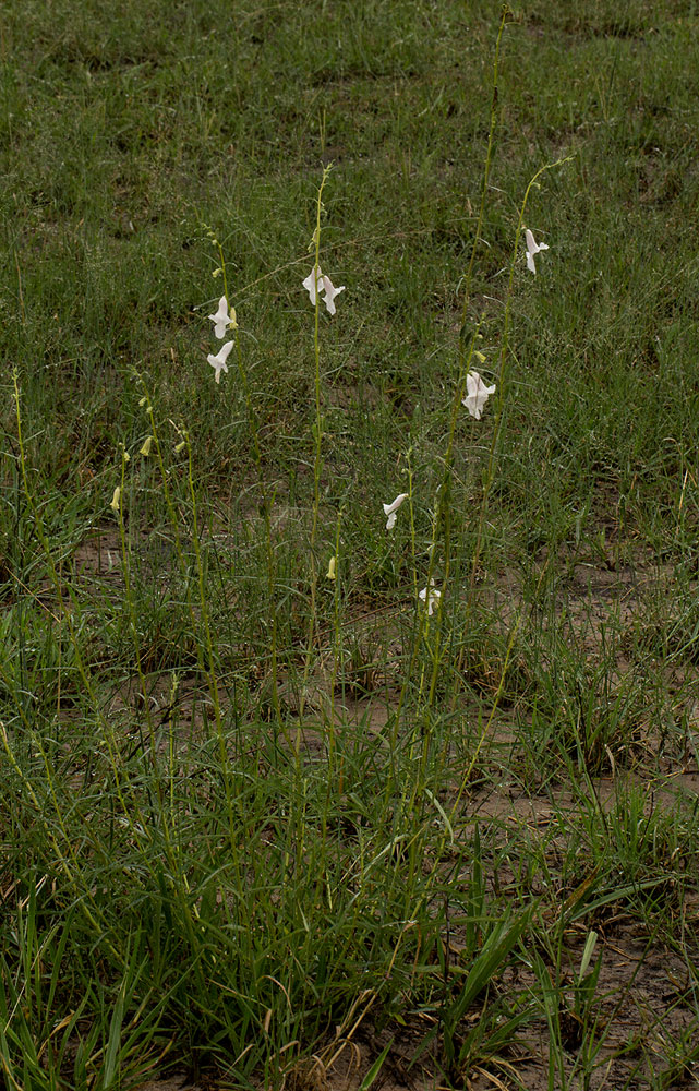 Sesamum calycinum subsp. baumii Sesamum calycinum subsp. baumii