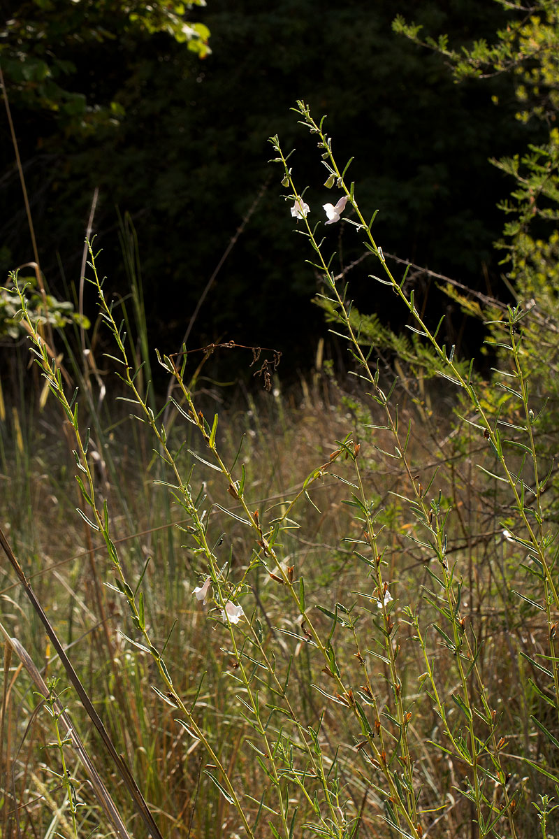 Sesamum calycinum subsp. baumii