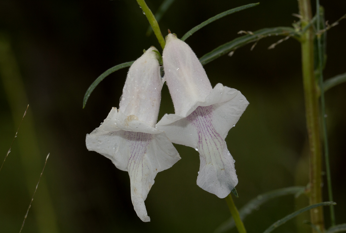 Sesamum calycinum subsp. baumii Sesamum calycinum subsp. baumii