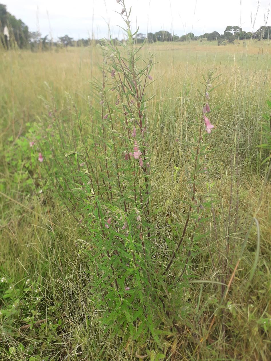 Sesamum calycinum subsp. baumii Sesamum calycinum subsp. baumii