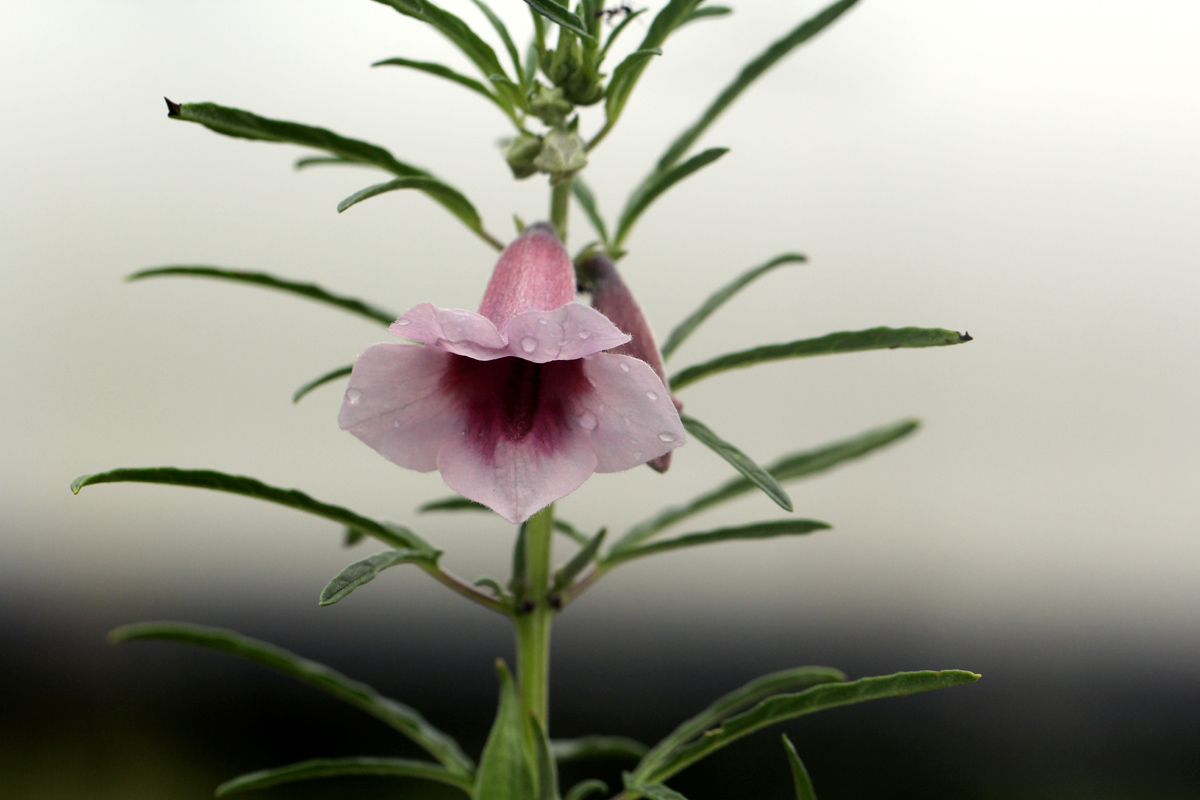 Sesamum triphyllum Sesamum triphyllum