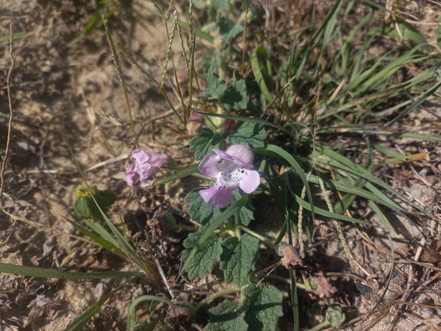 Dicerocaryum eriocarpum