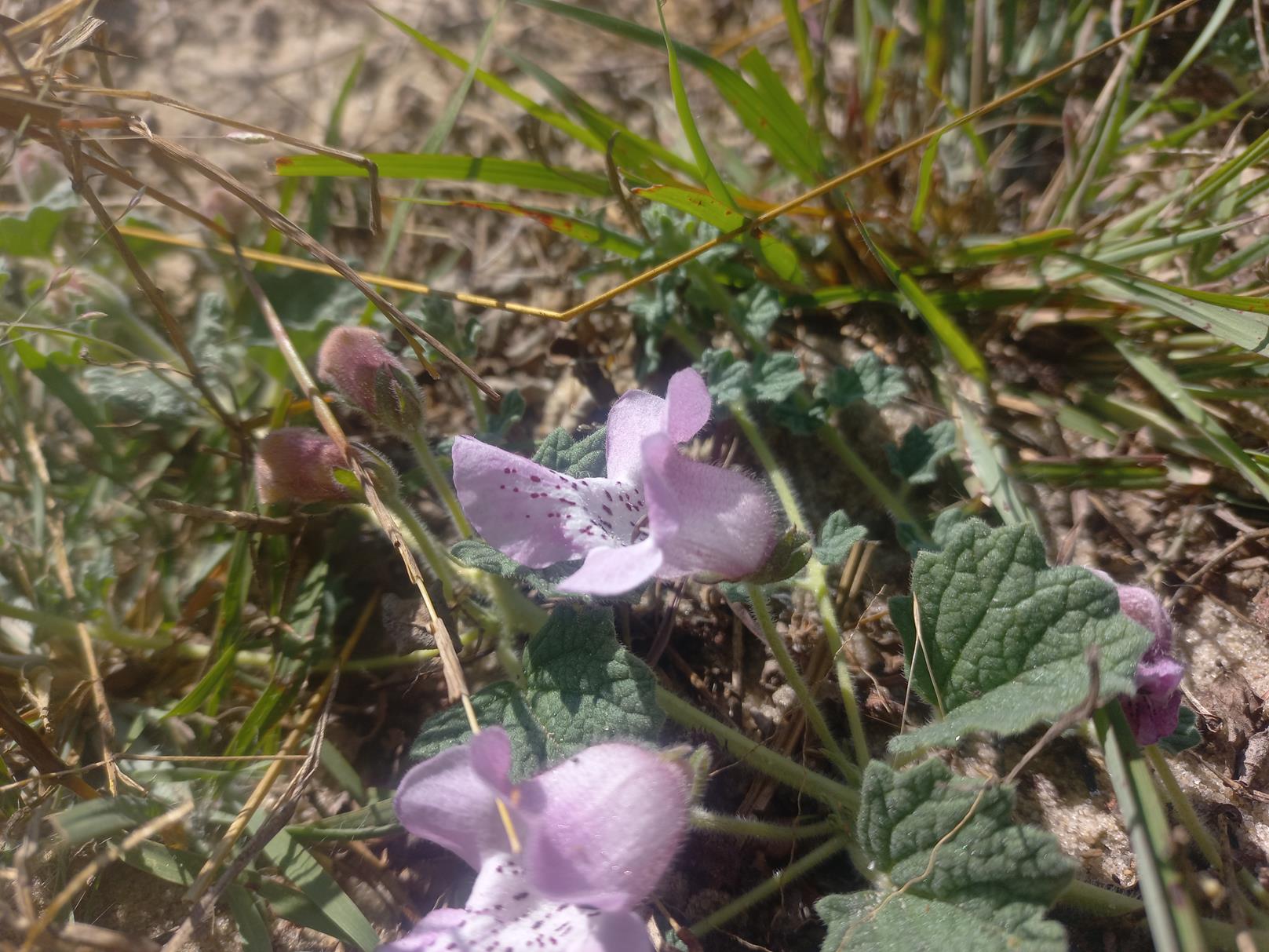 Dicerocaryum eriocarpum