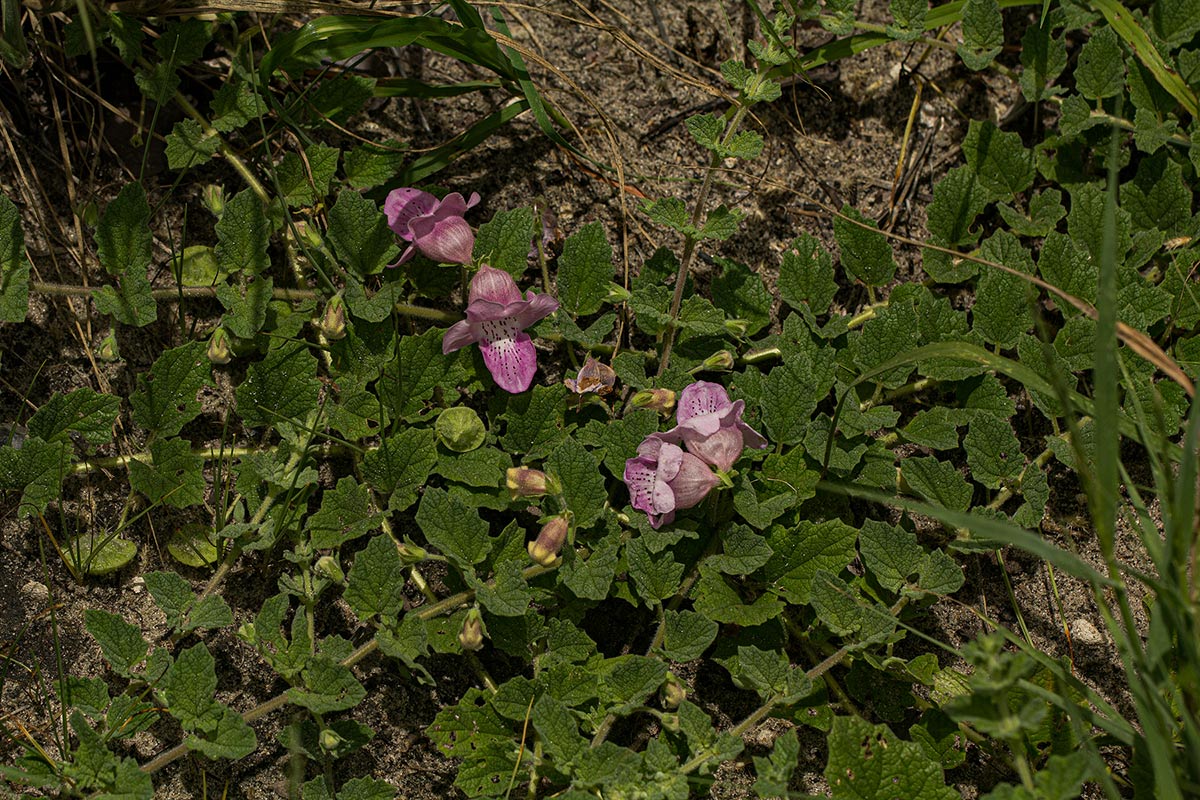 Dicerocaryum eriocarpum Dicerocaryum eriocarpum