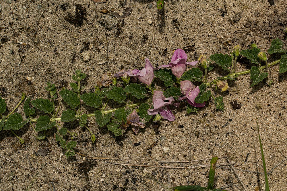 Dicerocaryum eriocarpum