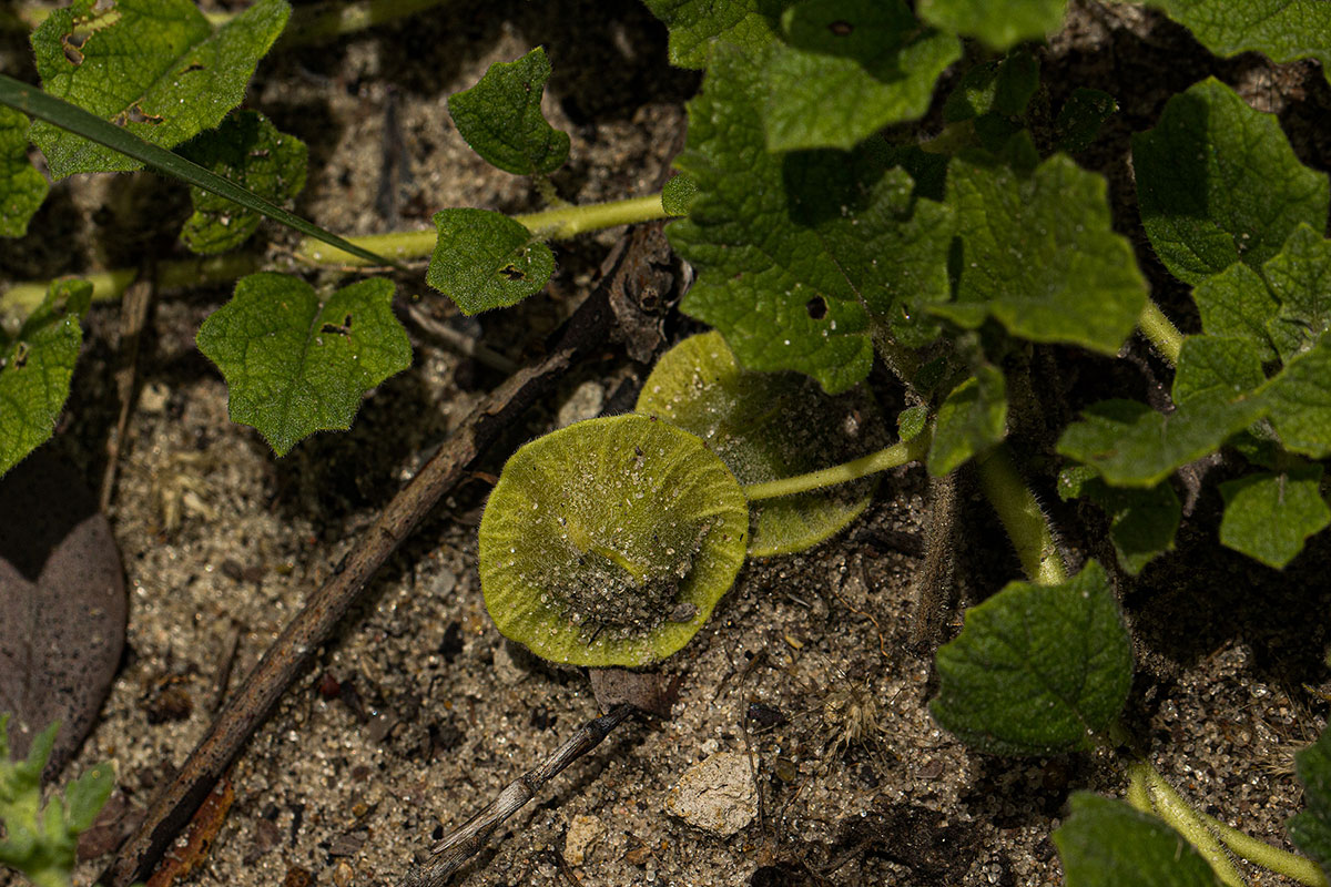 Dicerocaryum eriocarpum