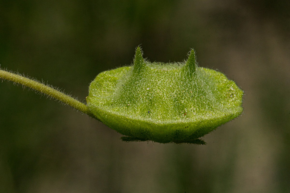 Dicerocaryum eriocarpum