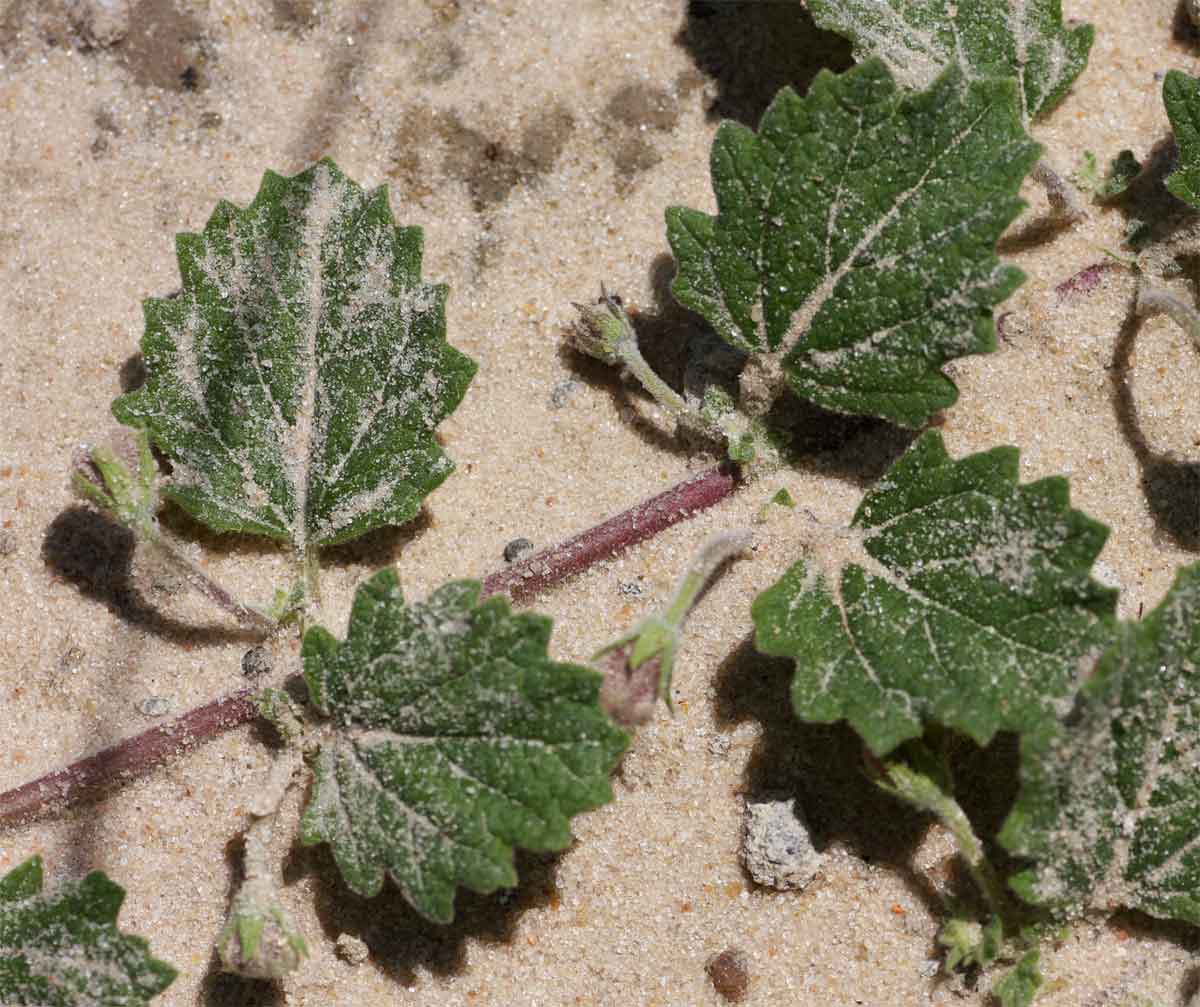 Dicerocaryum eriocarpum