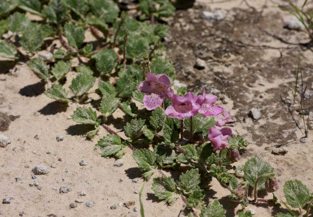 Dicerocaryum eriocarpum