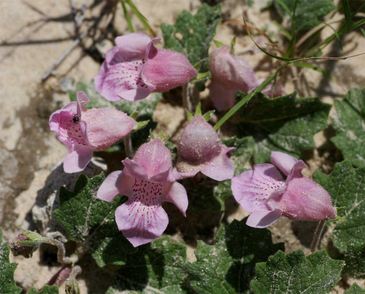 Dicerocaryum eriocarpum