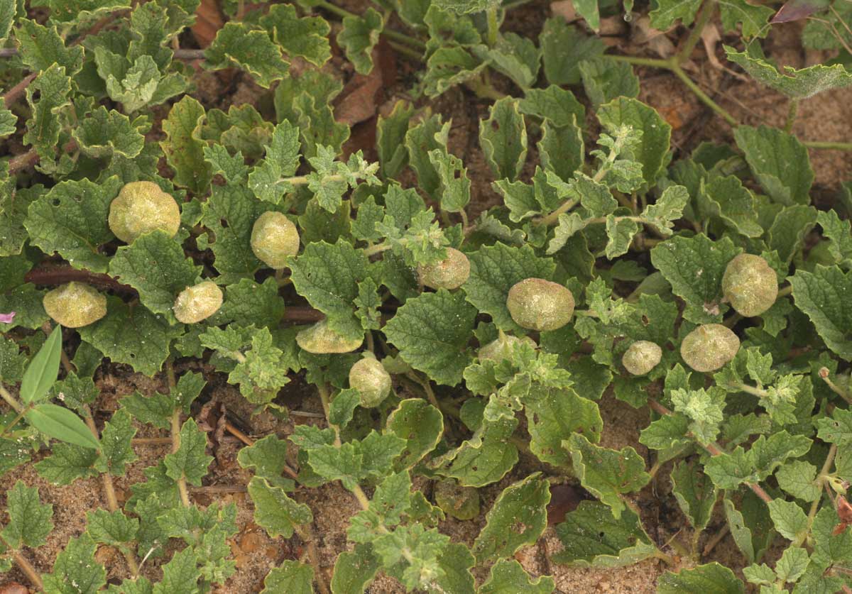 Dicerocaryum eriocarpum