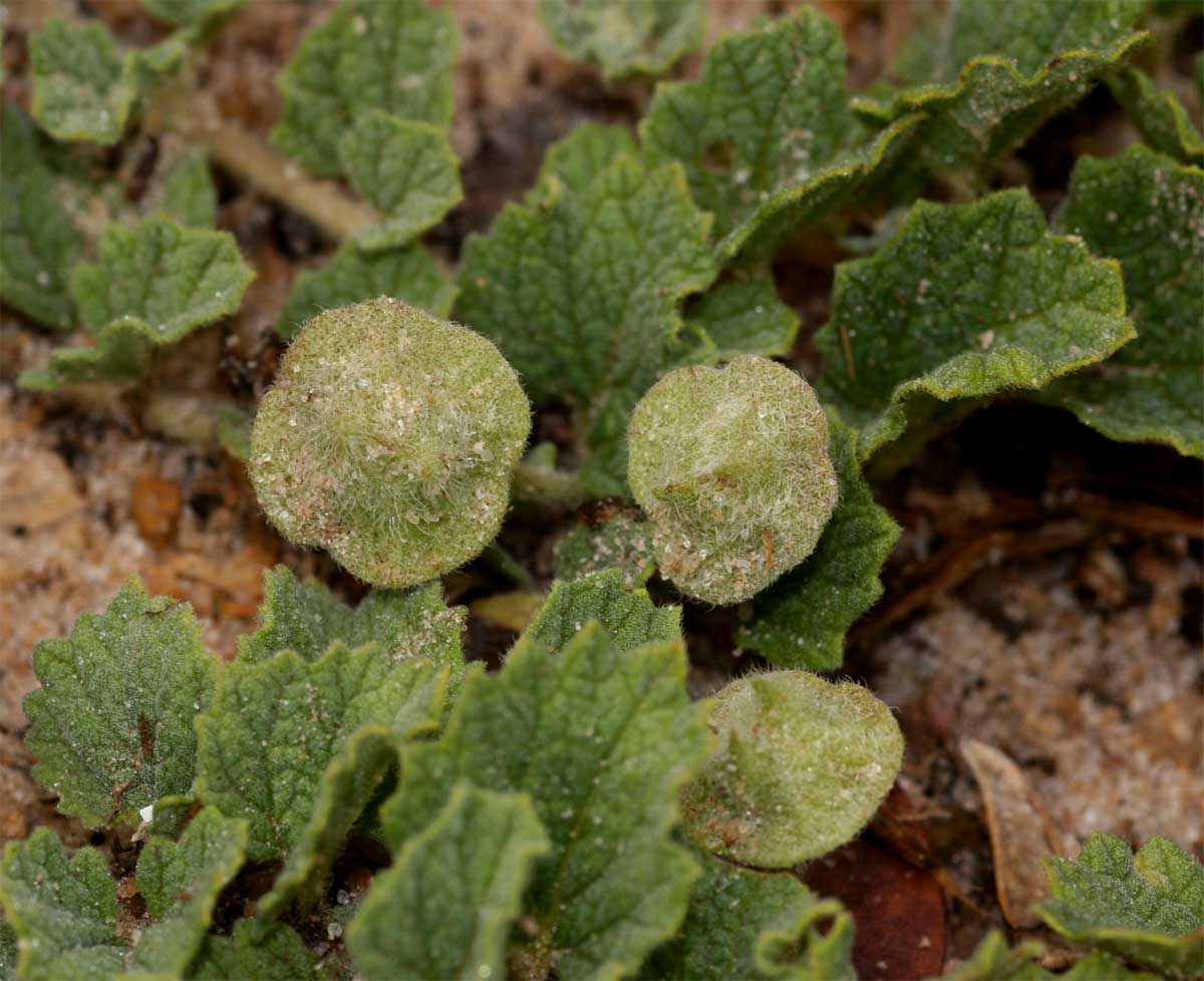 Dicerocaryum eriocarpum