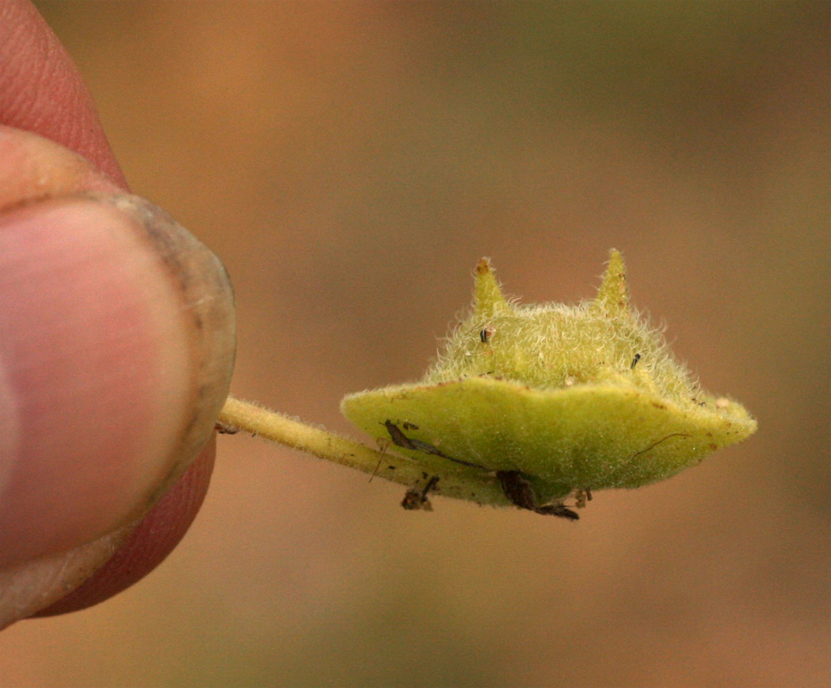 Dicerocaryum eriocarpum