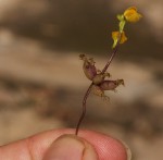 Utricularia stellaris