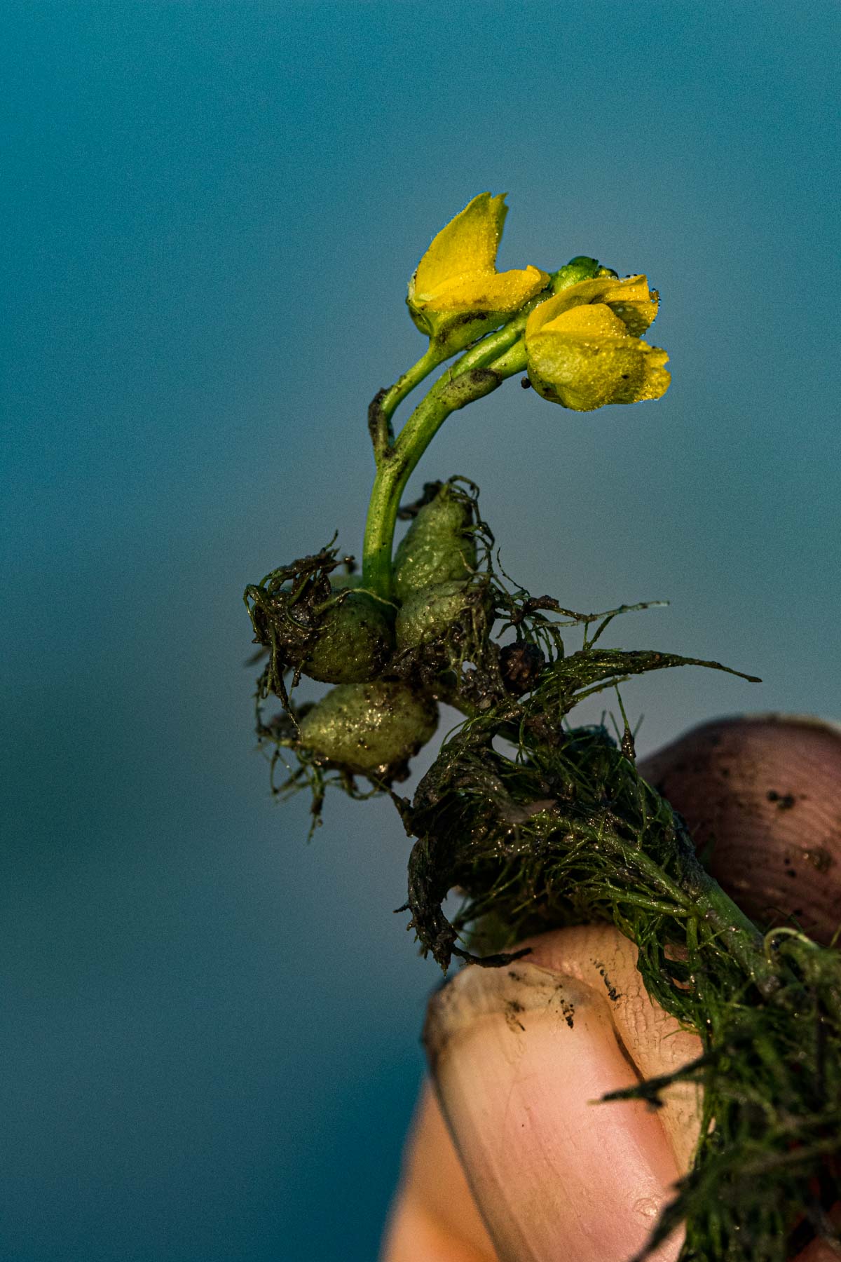Utricularia stellaris