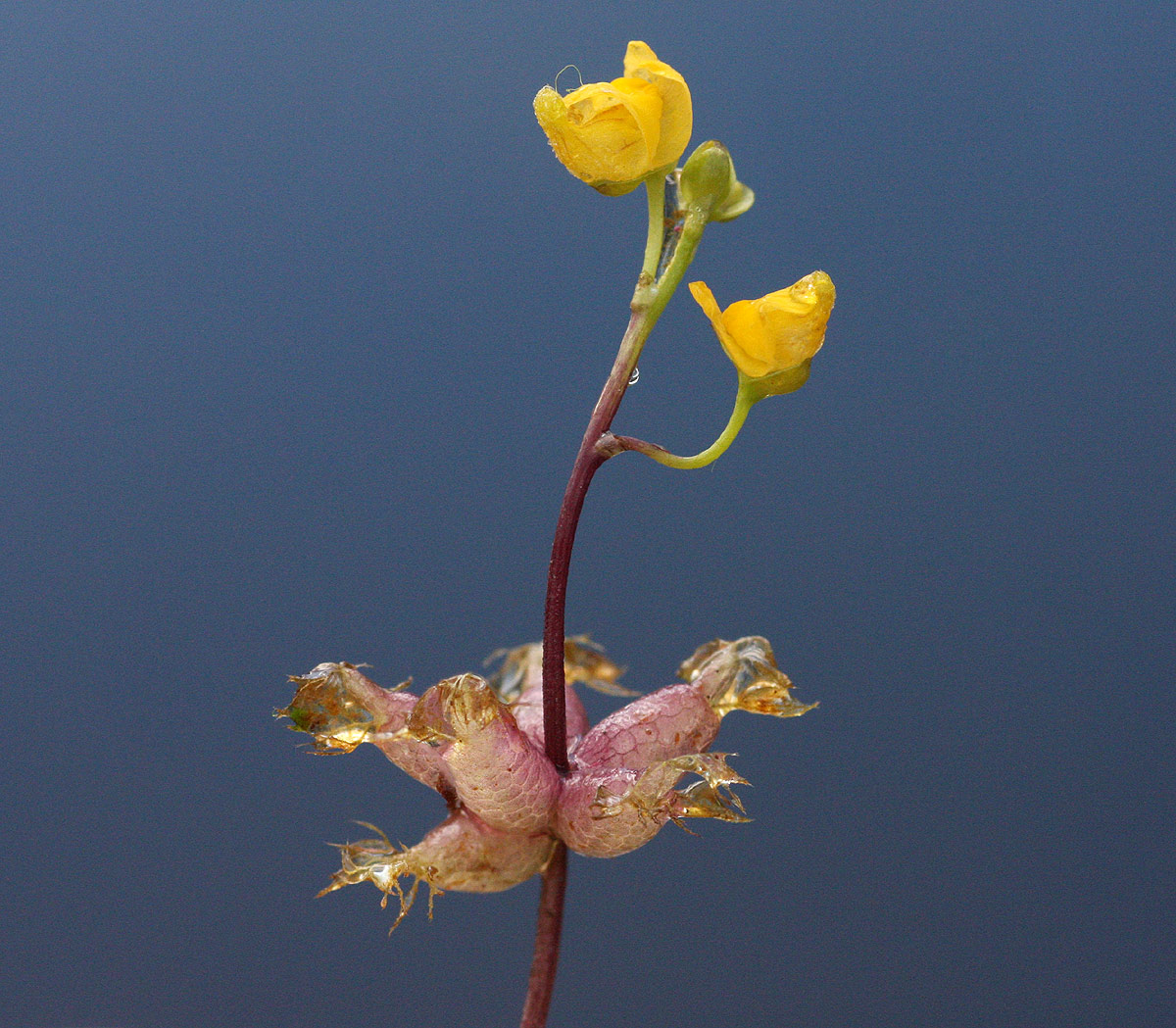 Utricularia stellaris