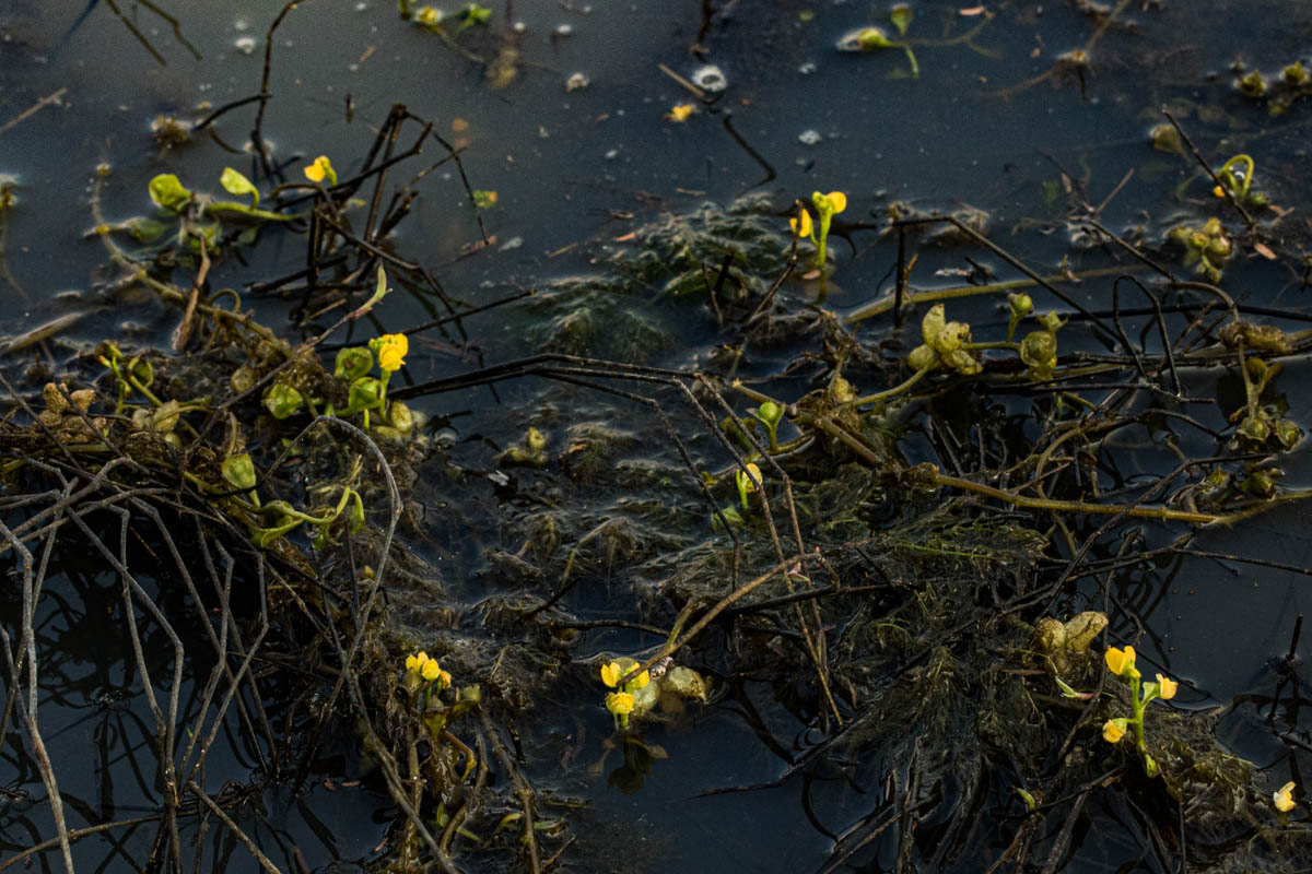 Utricularia stellaris