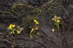 Utricularia stellaris