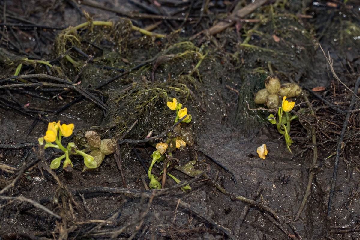 Utricularia stellaris