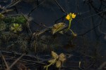 Utricularia stellaris