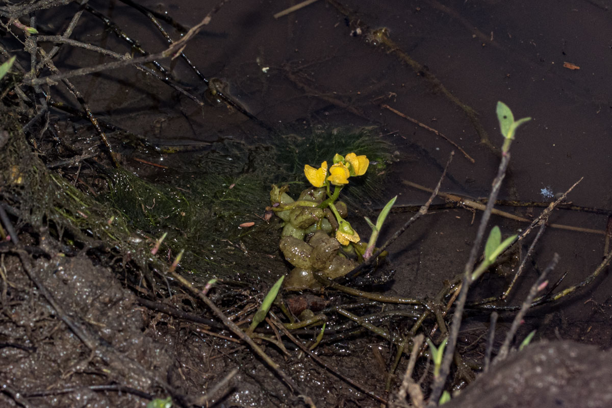 Utricularia stellaris