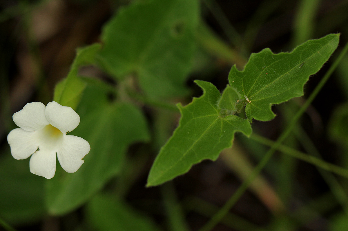 Thunbergia dregeana