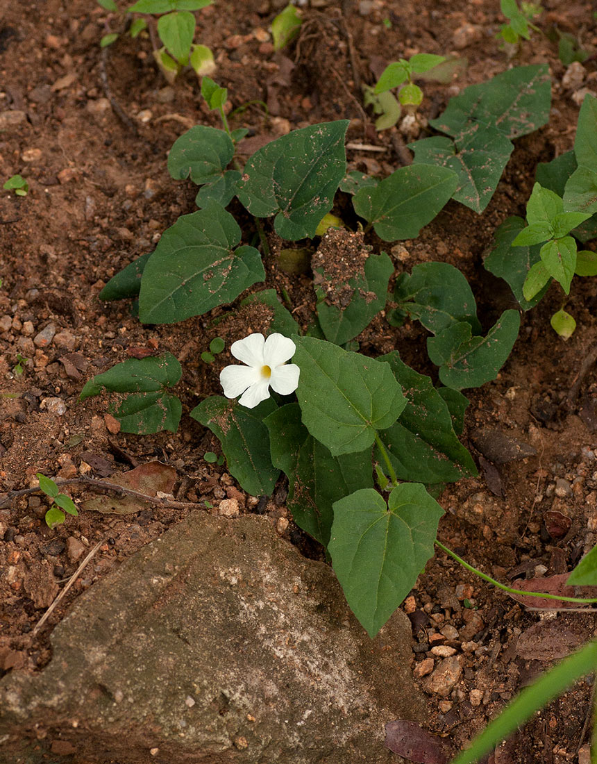 Thunbergia dregeana