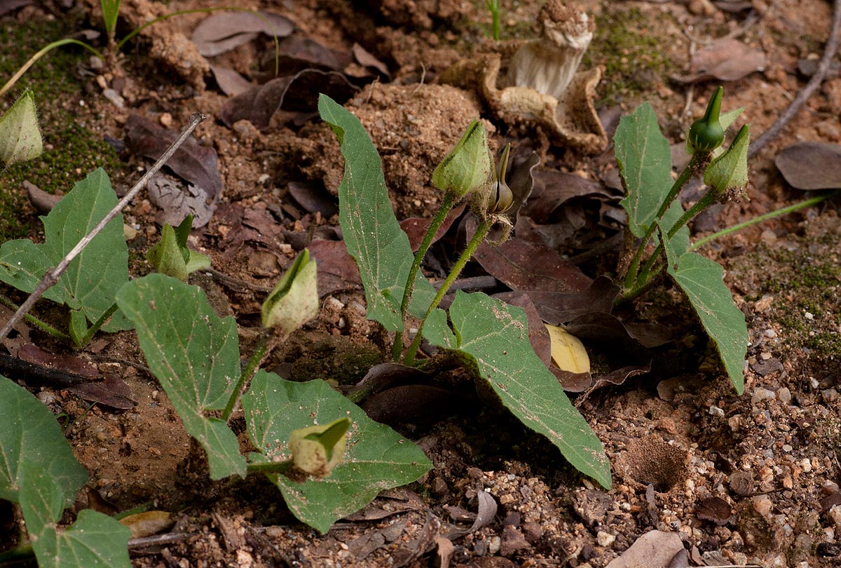 Thunbergia dregeana