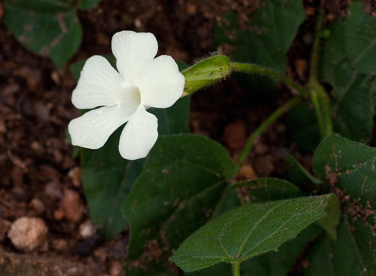 Thunbergia dregeana