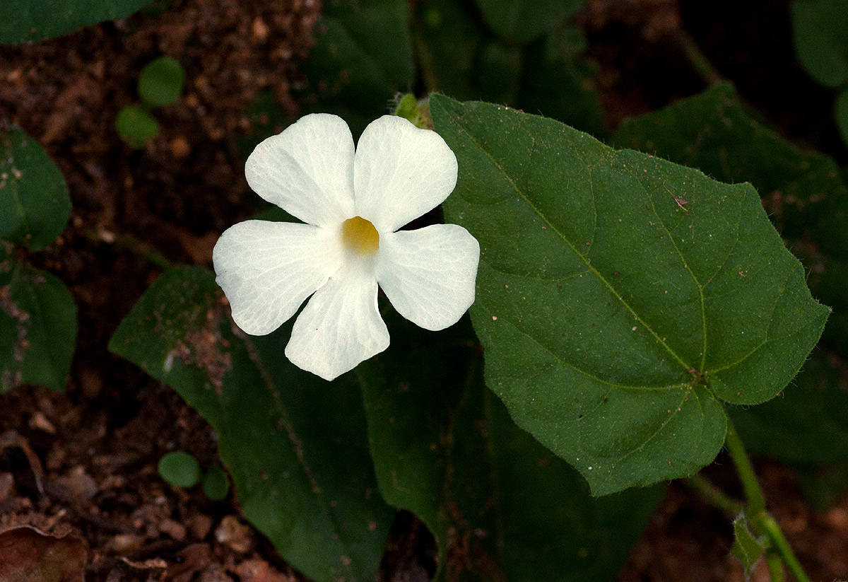 Thunbergia dregeana