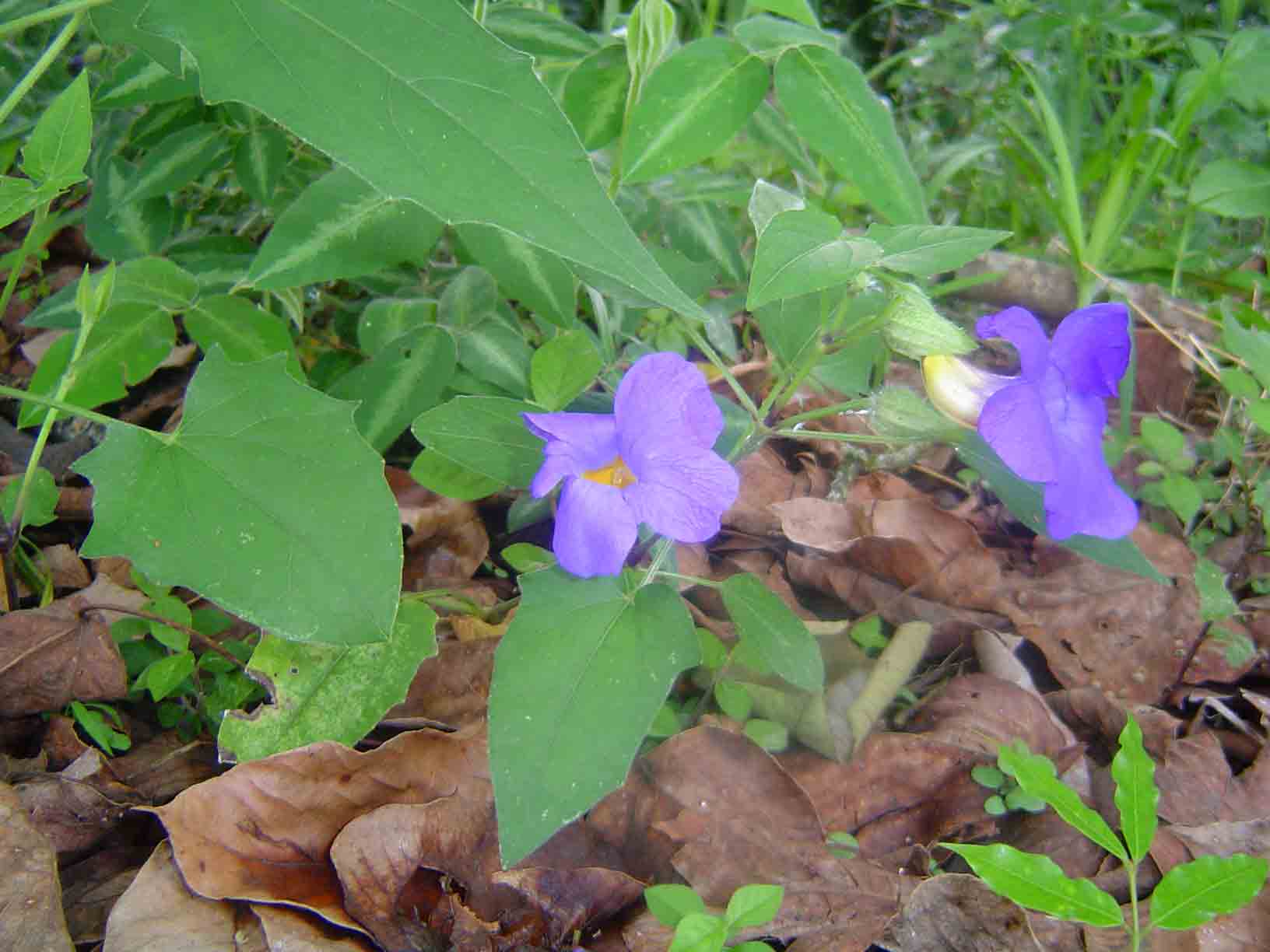 Thunbergia petersiana Thunbergia petersiana